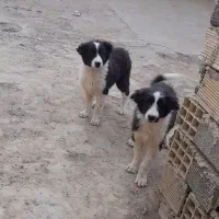 ی جفت توله سگ|سگ|خمینی‌شهر, |دیوار