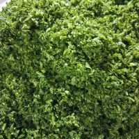 سبزی خورشتی