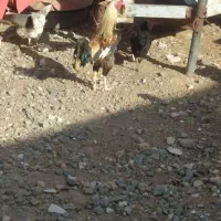 خروس دو رگ درجه یک