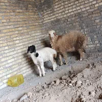 ۲عدد بره