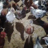 خروس محلی|حیوانات مزرعه|شهمیرزاد, |دیوار