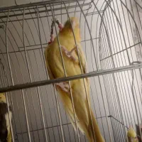 فروش ۶ عدد عروس هلندی مولد|پرنده|بومهن, |دیوار