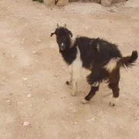 کهره بره بز