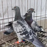 پلاکی خارجی|پرنده|اهواز, مجاهد|دیوار