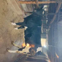 فروش گاو سیمینتال همراه با گوساله|حیوانات مزرعه|زیرآب, |دیوار