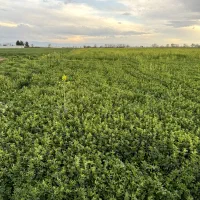 فروش یونجه ۴ هکتار