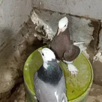 کفتر|پرنده|میناب, |دیوار