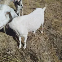یک عدد بز سانن شیرا درجه یک