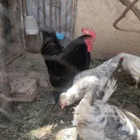 خروس مرندی اصل