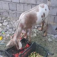 گوسفند کاملآ سام چاق وسرحال خانگی مخصوص داشت.|حیوانات مزرعه|میناب, |دیوار