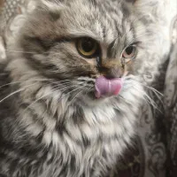 گربه پرشین نر|گربه|مراغه, |دیوار