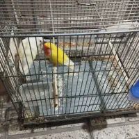 طوطی برزیلی جفت همراه با وسایل