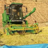 برنج چمپا و هاشمی کلات