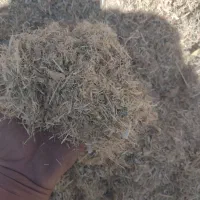 خوراک دام گاو گوسفند