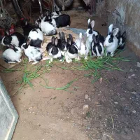 خرگوش خونگی