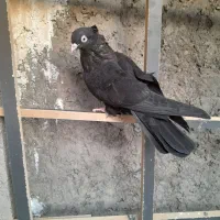 کفتر رنگی|پرنده|ابریشم, |دیوار
