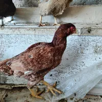 مرغ لاری اصیل|حیوانات مزرعه|قم, ولیعصر|دیوار