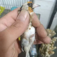 سهره لک پیس|پرنده|تهران, تهرانسر غربی|دیوار