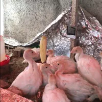 بوقلمون بیوتی نیمچه