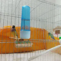 فروش فنچ گلدین