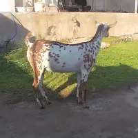 بزصلاله|حیوانات مزرعه|بندرعباس, |دیوار