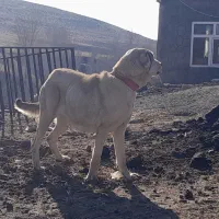 واگذاری سگ ماده سراب|سگ|ورزقان, |دیوار