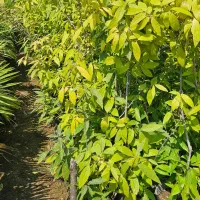 گل یخ|گل و گیاه طبیعی|نوشهر, |دیوار