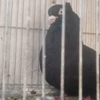 زاغ نر|پرنده|یاسوج, |دیوار