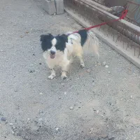 یه قلاده سگ|سگ|فردوسیه, |دیوار