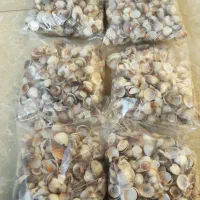 گوش ماهی(صدف دریایی)|پرنده|سنگر, |دیوار