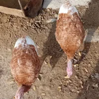 بوقلمون|حیوانات مزرعه|قروه, |دیوار