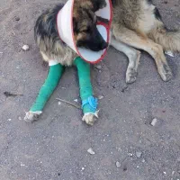 گمشده سگ ژرمن باچشمای زرد وابی  دست جلو شکسته