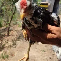 نیمچه مرغ و خروس گلین