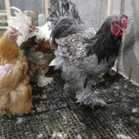 مرغ و خروس برهما