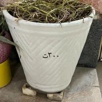 گلدان سرامیکی|گل و گیاه طبیعی|برازجان, |دیوار