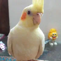 عروس هلندی|پرنده|رودبنه, |دیوار