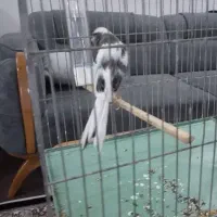 باسلام  دوست داران قناری