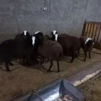 بره ماده های اصیل شال