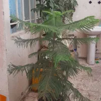 سه تاکاج مطبق زیبا  و بزرگ|گل و گیاه طبیعی|تهران, جیحون|دیوار