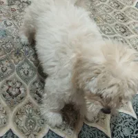 سگ نژاد پودل|سگ|خرمآباد, |دیوار