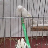 ماده سفید بالغ و تعدادی نر سفید سالم و سرحال|پرنده|یزد, |دیوار