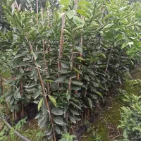 نهال تابستانه پایه ملو(والنسیا)