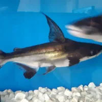 ماهی پنگوسی وارداتی