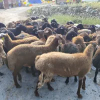 &گوسفند بره پروار زنده درطهران بدونه تعطیلی درمحل|حیوانات مزرعه|تهران, مهران (سیدخندان)|دیوار