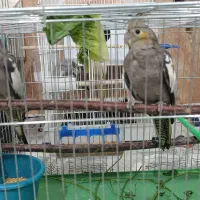 عروس هلندی ۲ ماهه
