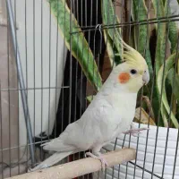 فنچ نرگسی