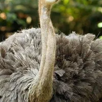 کارگر و مسئول فارم شترمرغ