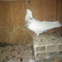 کبوتر طوقی سرور ماده. و50 کیلو گندم|پرنده|قم, زنبیل آباد|دیوار