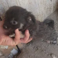 توله تول|سگ|ملایر, |دیوار