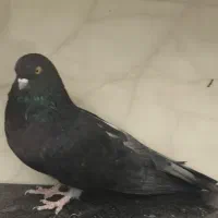 ماده قهوه ای آبادانی نر نوک ریز درشت و نوک کوتاه|پرنده|بردسیر, |دیوار